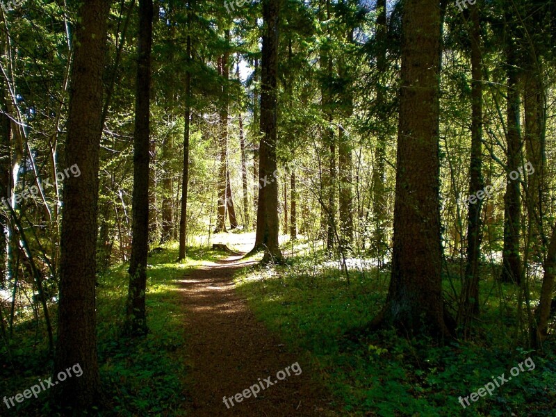 Spring Forest Nature Mood Green