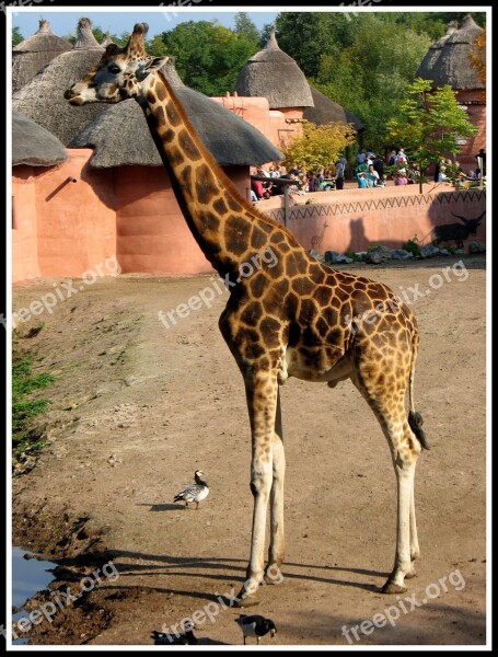 Giraffe Tall Brown Free Photos