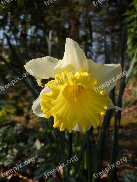 Narcis Spring Flower Yellow Nature