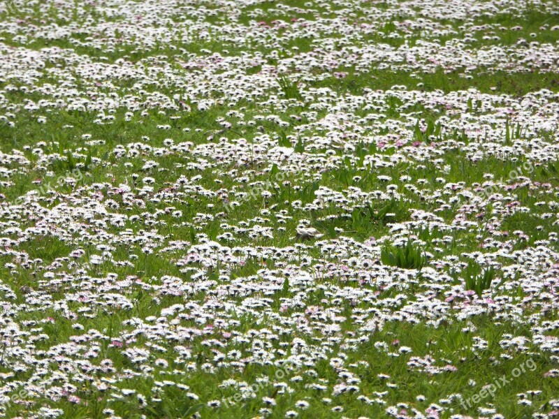 Daisy Meadow White Spring Grass