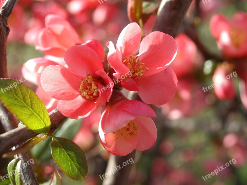 Japan Quince Red Triple Free Photos