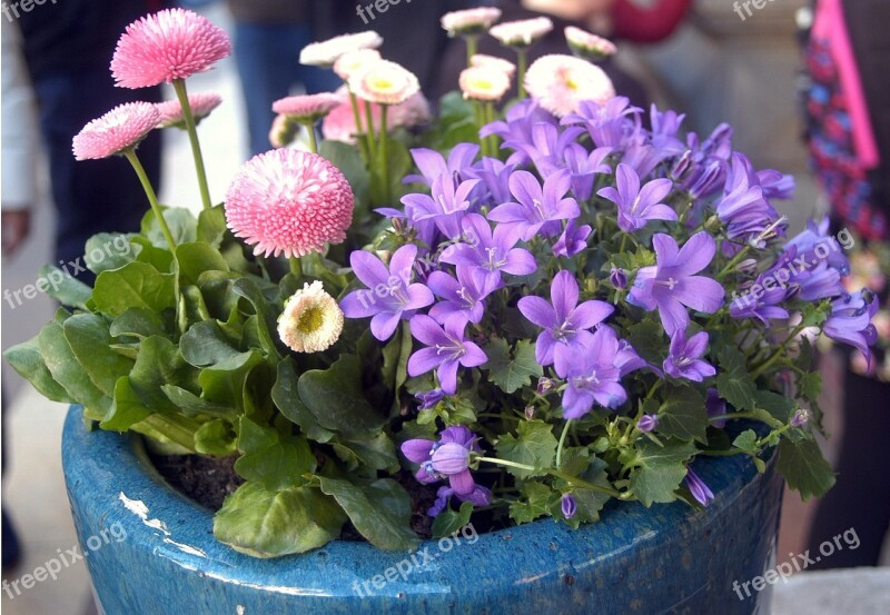 Flower Purple Flowers Pink Daisy Free Photos