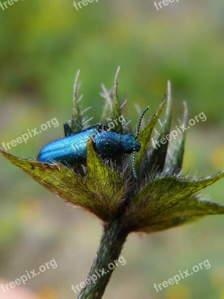 Psilothrix Cyaneus Coleoptera Green Beetle Free Photos