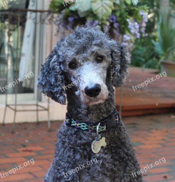 Poodle Love Friend Pet Dog