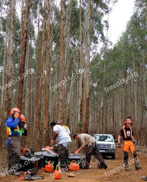 Loggers Chainsaw Tree Forest Lumberjack