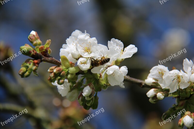 Bee Cherry Tree Flower Forager