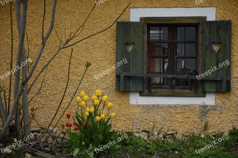 Window Tulips Flowers Spring Shutters