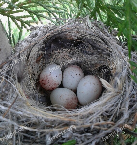 Nest Eggs Birds Branches Wild