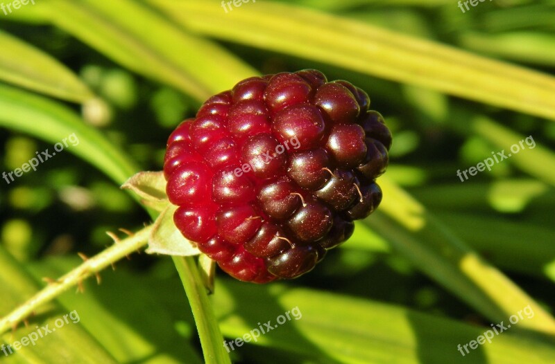 Blackberry Blackberry Bush Berry Blackberries Close Up