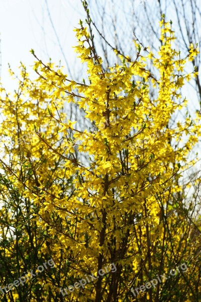 Forsythia Garden Forsythia Gold Lilac Golden Bells Flowers