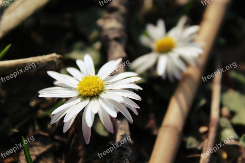 Daisy Flowers Plant Close Up White