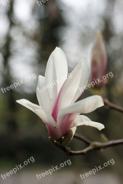 Magnolia Tulip Magnolia Nature Spring Flowers