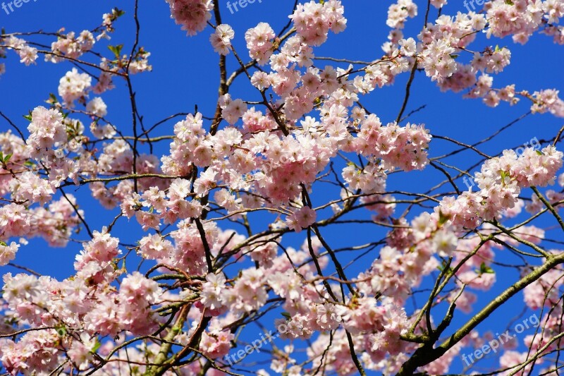 Cherry Blossom Japanese Cherry Smell Blossom Bloom