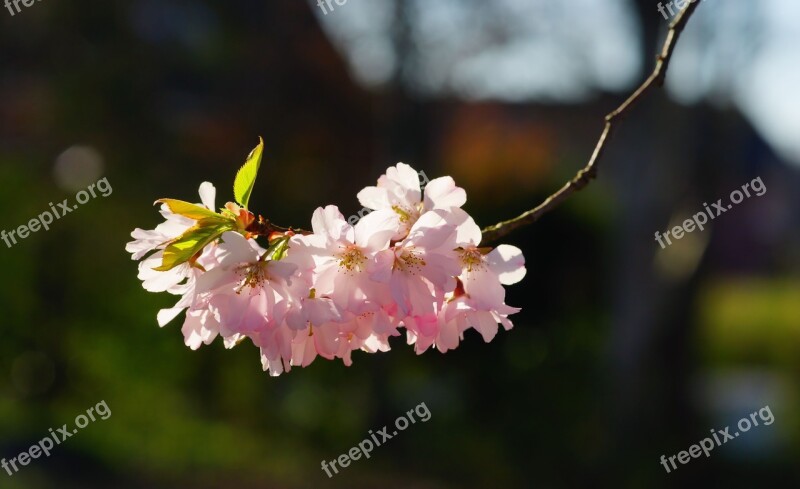 Cherry Blossom Japanese Cherry Smell Blossom Bloom