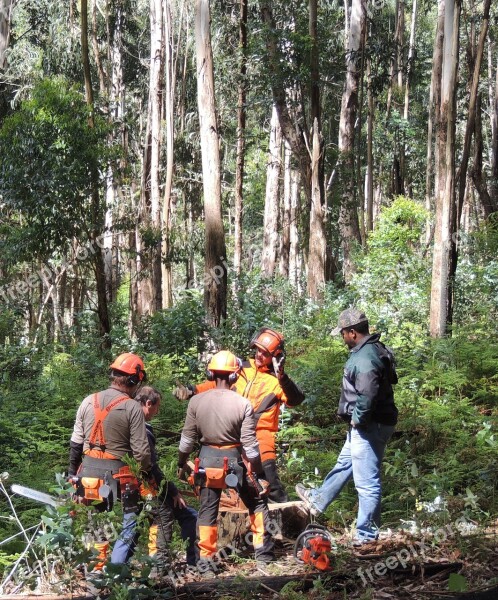 Loggers Chainsaw Forest Work Timber