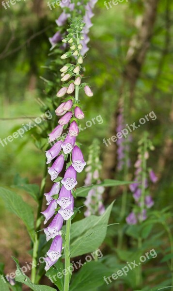 Forests Along The Path Flower Free Photos