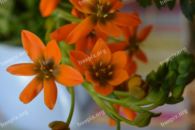 Flower Blossom Bloom Orange Bouquet