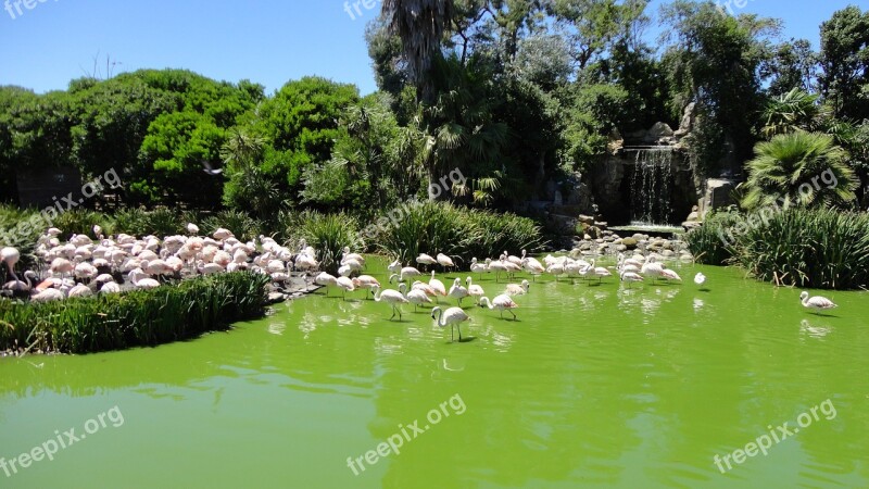 Flamenco Landscape Nature Life Pond