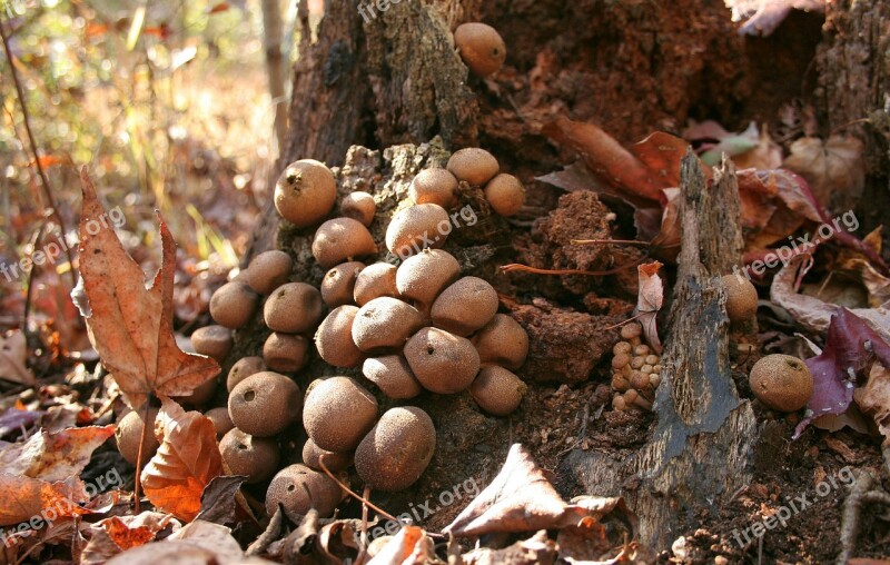 Mushrooms Fungus Nature Fungi Natural