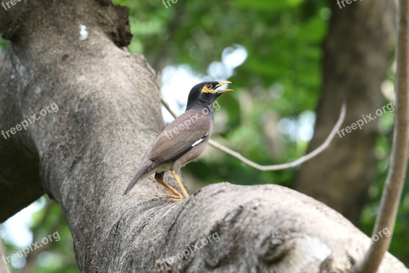 Bird Tree Nature Animal Branch