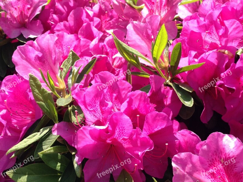 Azalea Flowers Pink Free Photos