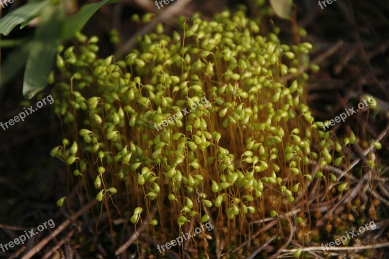 Moss Sun Tae-ryu Lichen Moss Plants Jeonju