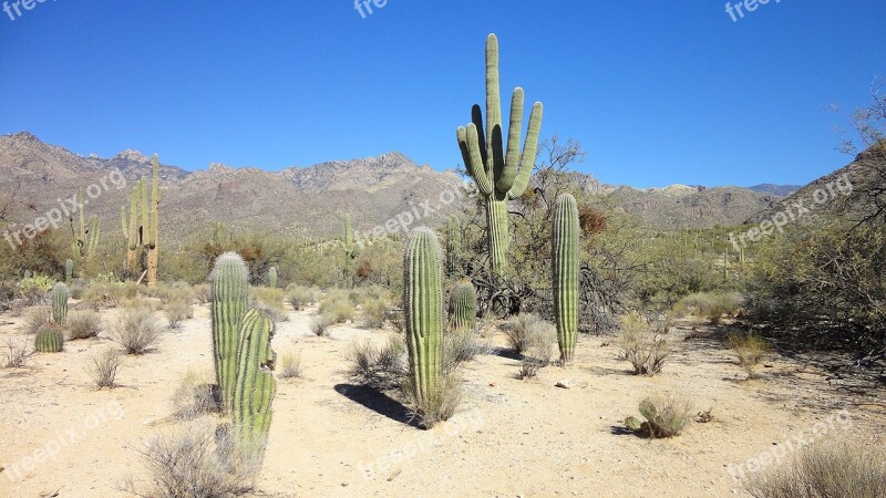 Desert Cactus Arizona Tucson Shrubs