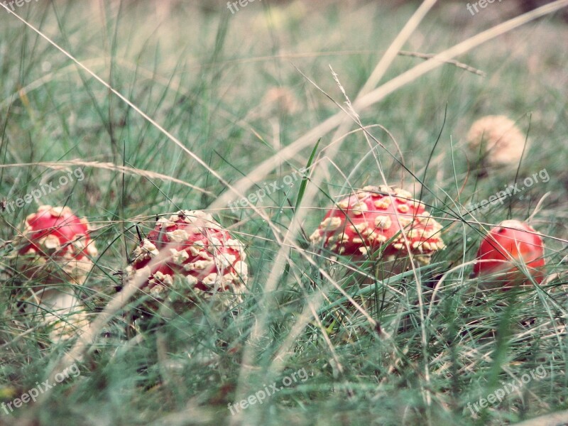 Amanita Mushroom Grass Forest Polyana