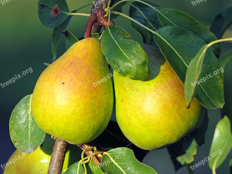 Pears Fruit Bio Harvest Ripe