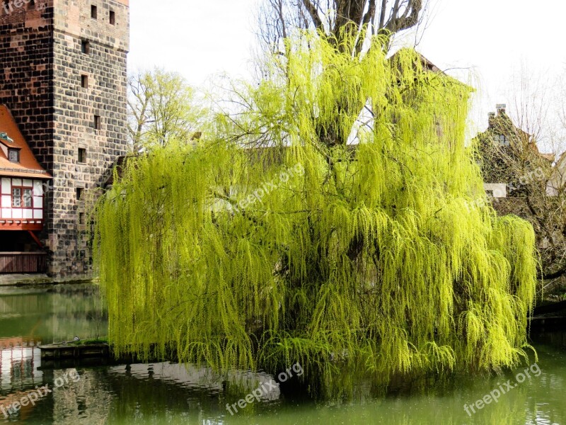 Tree Pasture Weeping Willow Spring Jewelry Spring