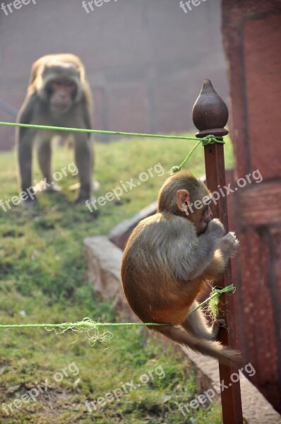 Monkey Young Magot Animal Animals In The Wild