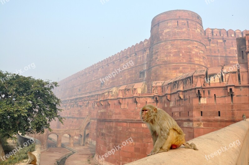 Monkey Magot Animals The Red Fort Building