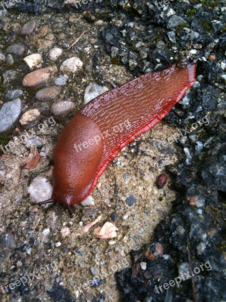 Slug Brown Pebble Free Photos