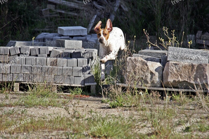 Dog Animal Hunting Dog Pet Animals