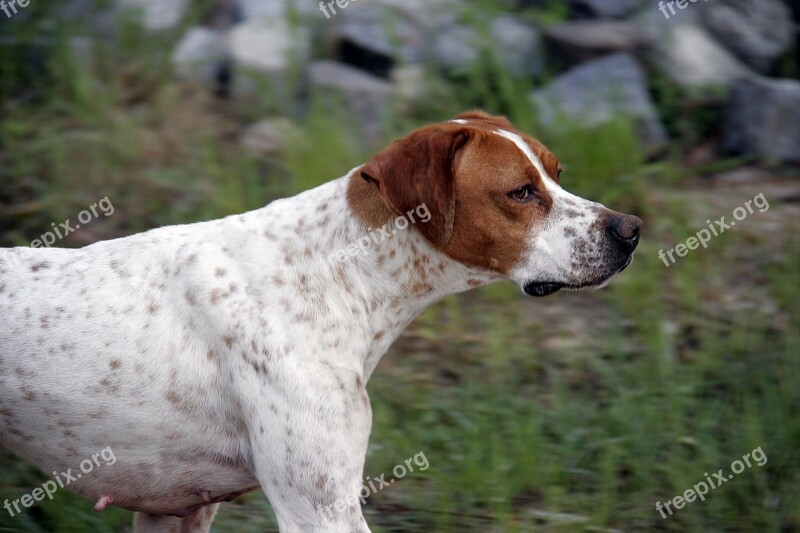 Dog Animal Hunting Dog Pet Animals