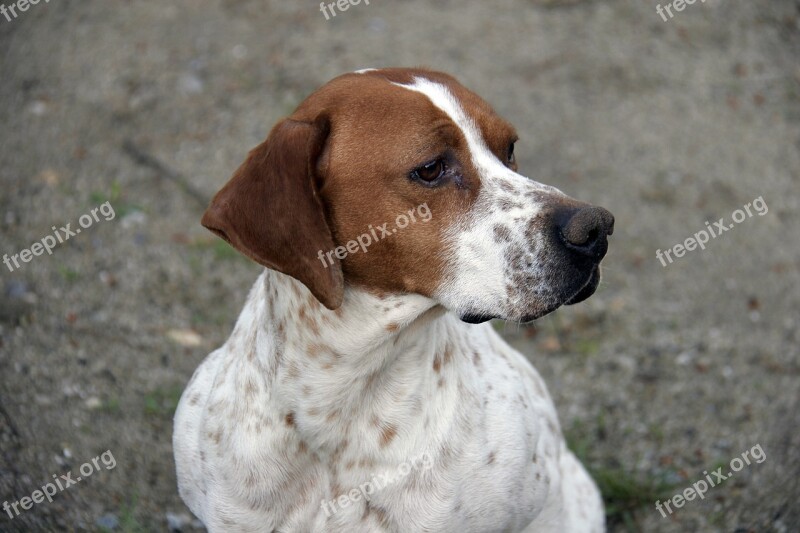 Dog Animal Hunting Dog Pet Animals