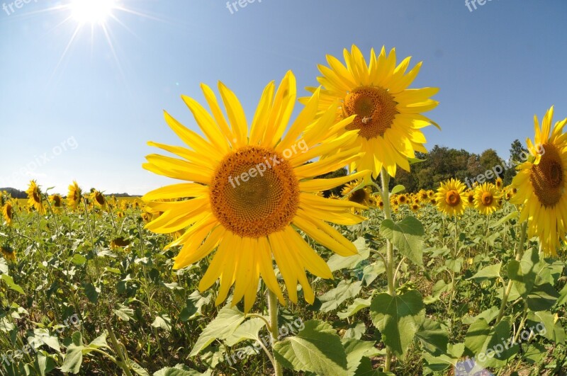 Sunflower Field Sun Flare Flower