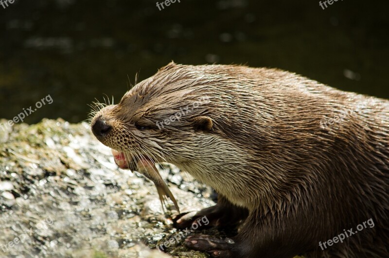 Otter Eat Wild Animal Free Photos