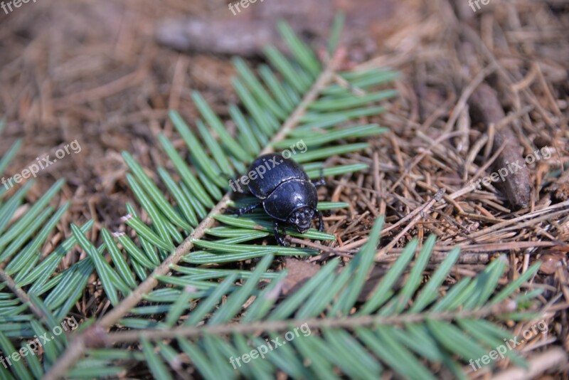 Beetle Dung Beetle Insect Close Up Forest Floor