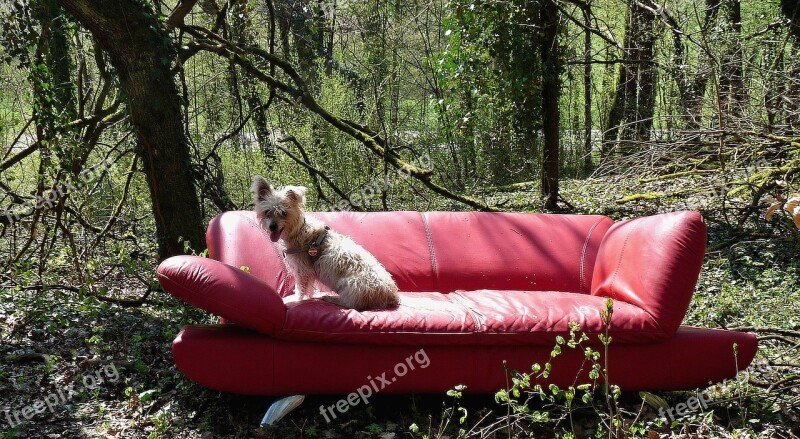 Red Sofa Forest Still Life Free Photos