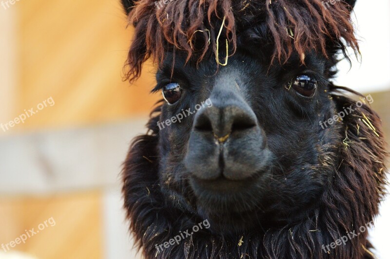 Lama Animals Cute Good Aiderbichl Sanctuary