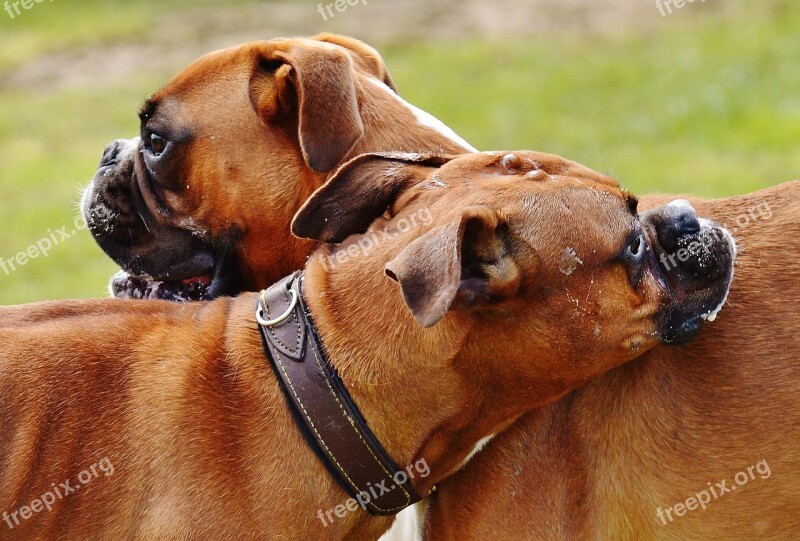 Boxer Dogs Dogs Good Aiderbichl Sanctuary Animals