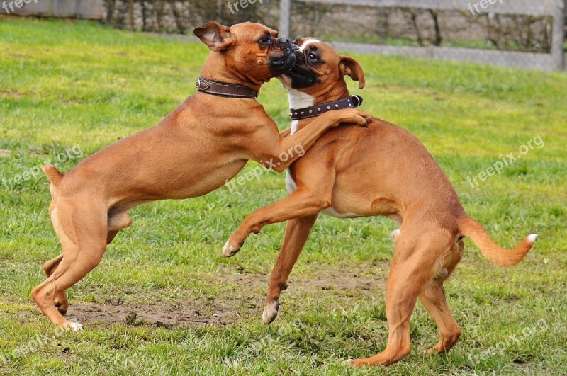 Boxer Dogs Dogs Good Aiderbichl Sanctuary Animal Welfare