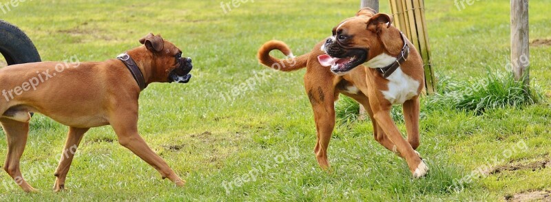 Boxer Dogs Dogs Good Aiderbichl Sanctuary Animal Welfare