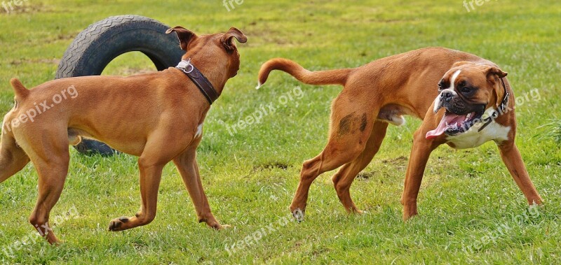 Boxer Dogs Dogs Good Aiderbichl Sanctuary Animals