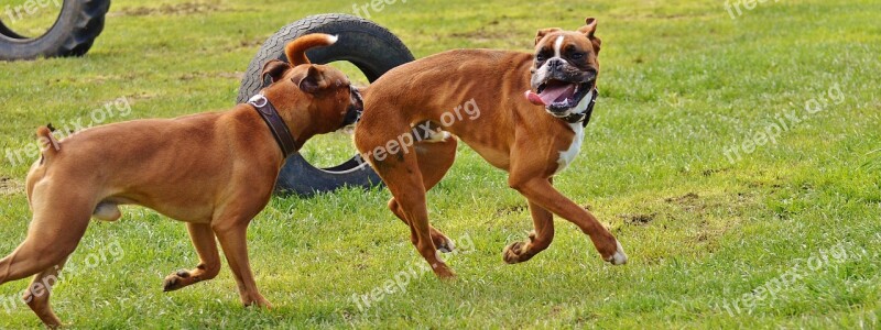 Boxer Dogs Dogs Good Aiderbichl Sanctuary Animal Welfare