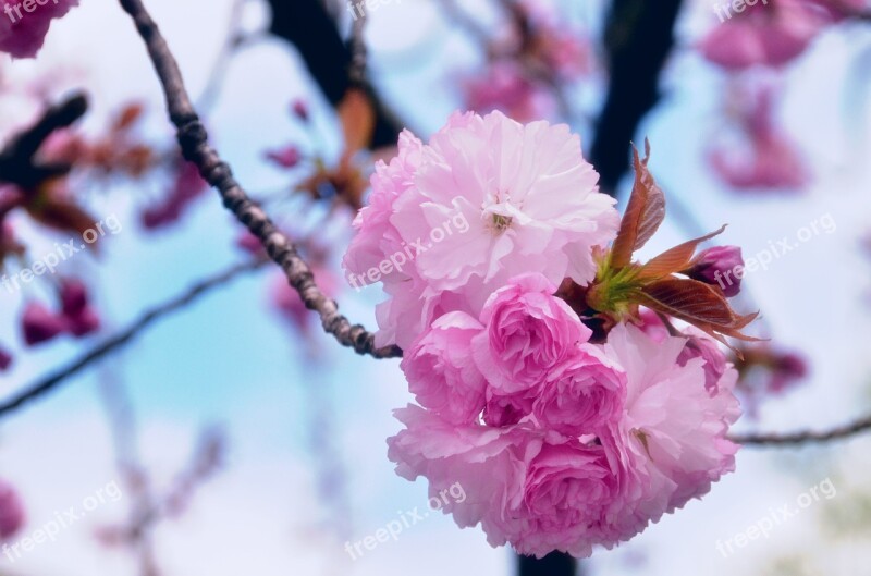 Pink Blossoms Tree Flowers Sky