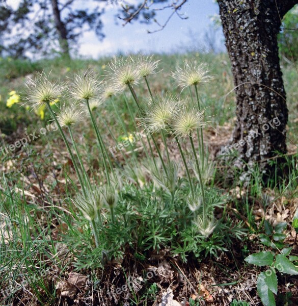 Flower Pasqueflower Spring Flora Pulsatilla