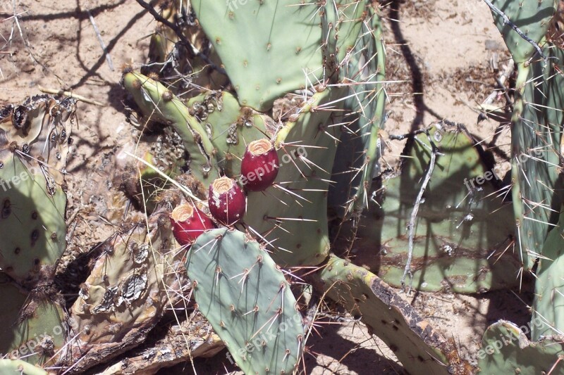 Cactus Prickly-pear Thorn Vegetation Succulent