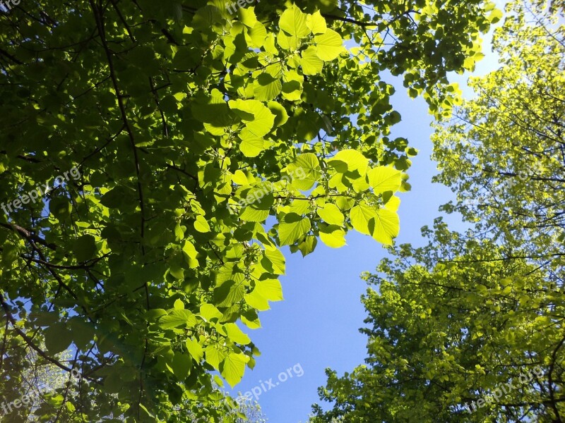 Oak Sky Trees Leaves Nature Spring